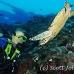 turtle_green_er_h_0705_png1051.jpg